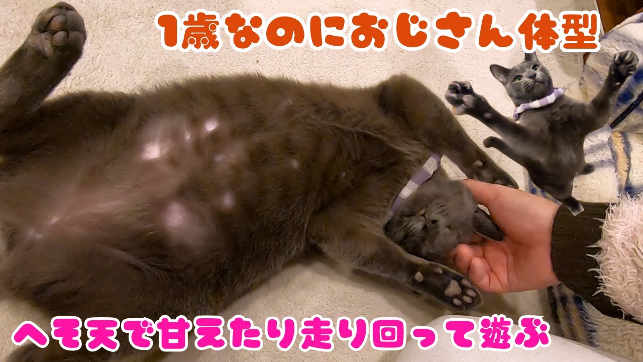ロシアンブルー似のグレー猫は1歳でもおじさん体型へそ天で遊びまくる（保護猫カフェ森のねこ舎）淡路Old man-shaped kitten loves to play