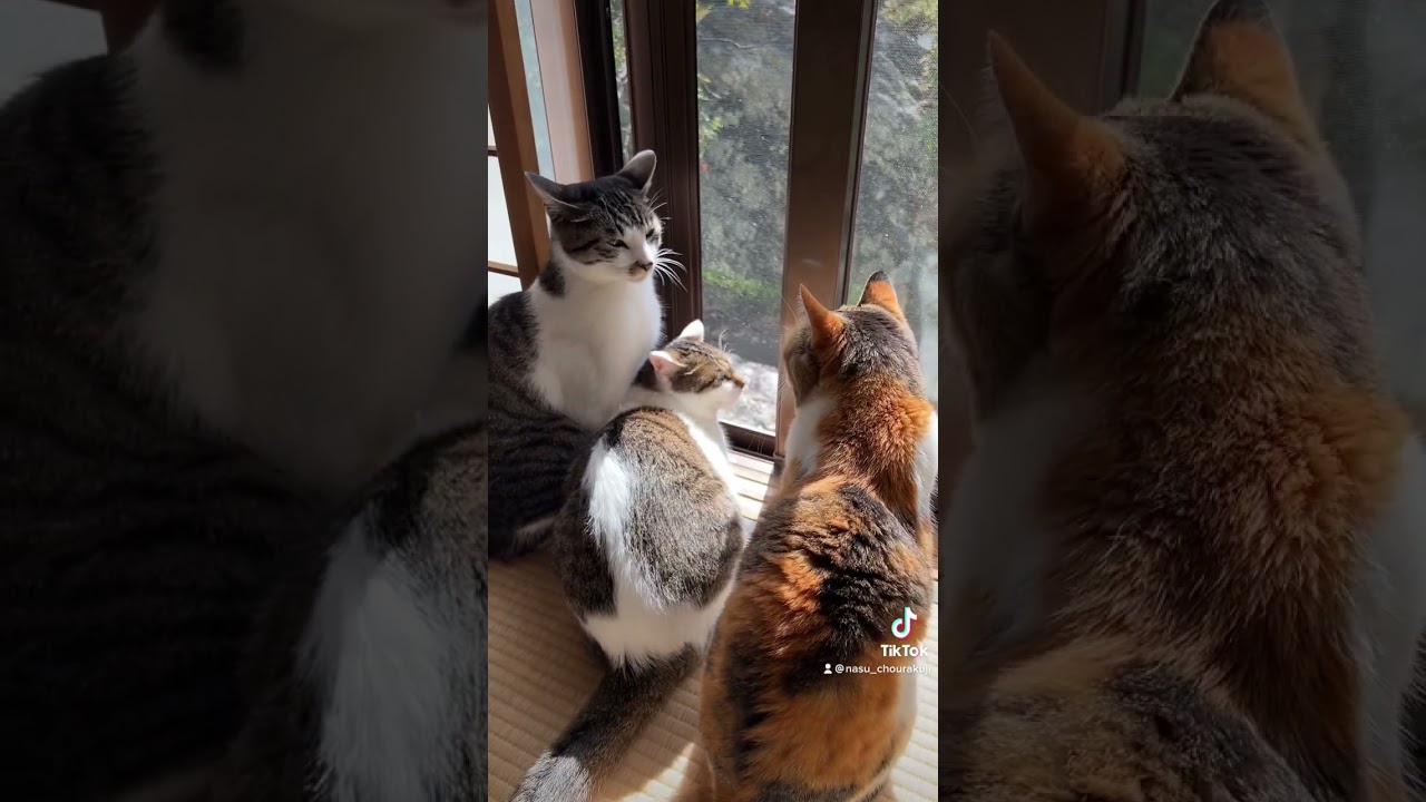 猫パンチ炸裂………