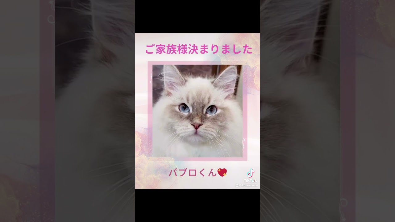 パブロ君😻ご家族様決まりました💕#サイベリアン 専門店のロイヤル・キャッツのこだわり！子猫には40種類の遺伝子疾患に対して5年間の健康保障をお付けしています。抱っこができる#子猫 がお待ちしてます