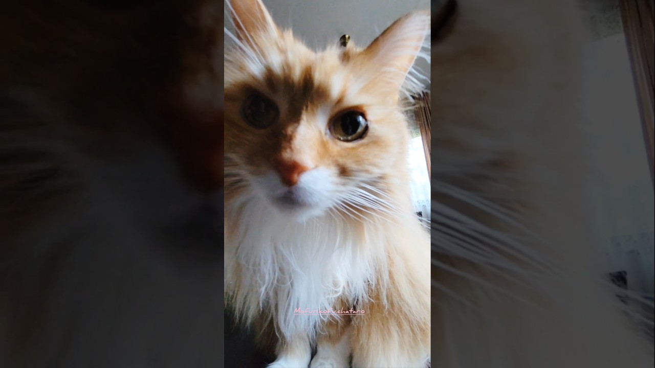 巨猫でもメインクーンは…