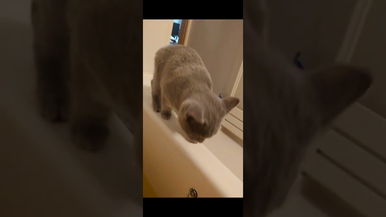 風呂にまでついてくるブリティッシュショートヘア #ブリティッシュショートヘア #子猫 #猫動画