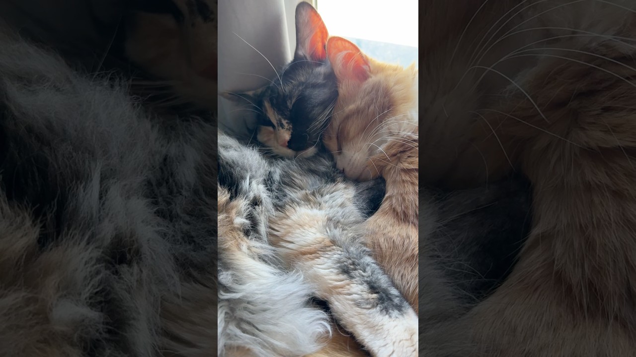 My cats taking a fighting break to have a cuddle puddle
