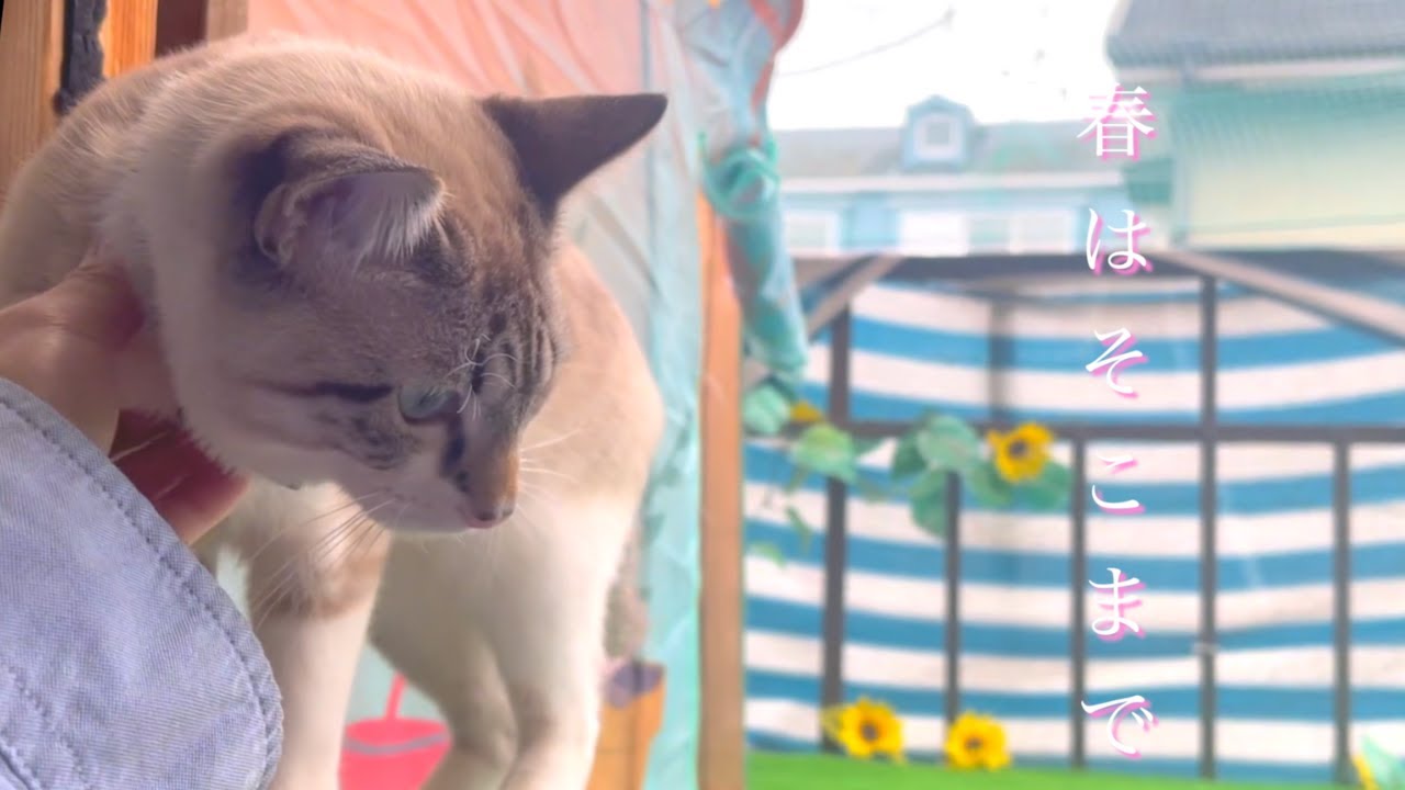 猫たちもお外で遊びたい季節になりました