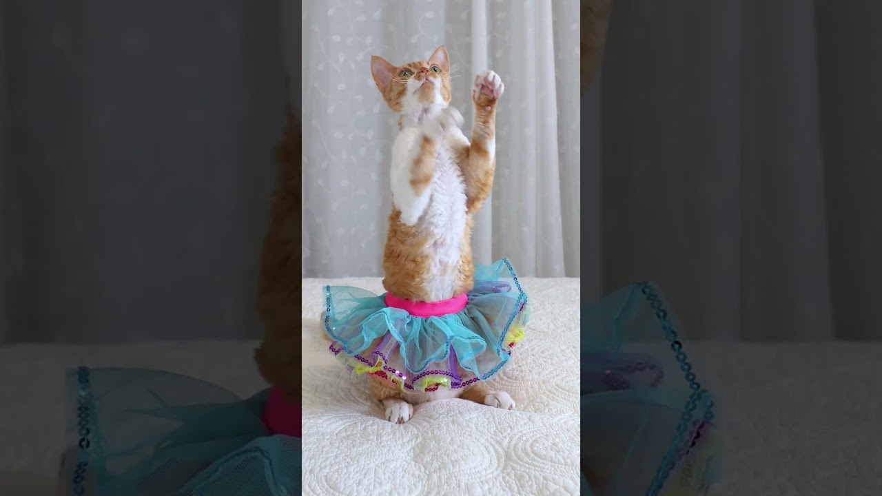 Smart Devon Rex Cat Shows Off Her Tricks #shorts