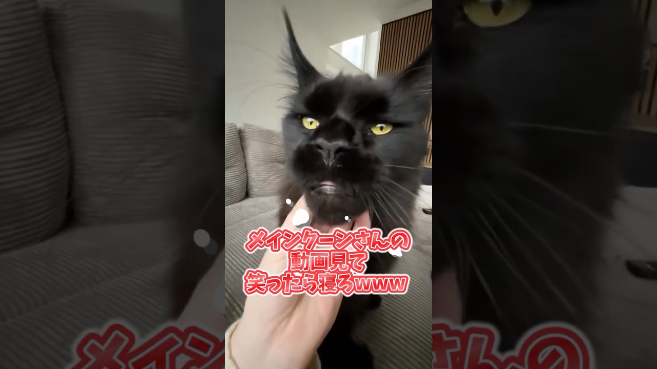 ネコさんの動画見て笑ったら寝ろwwwww #動物 #メインクーンねこ #笑える