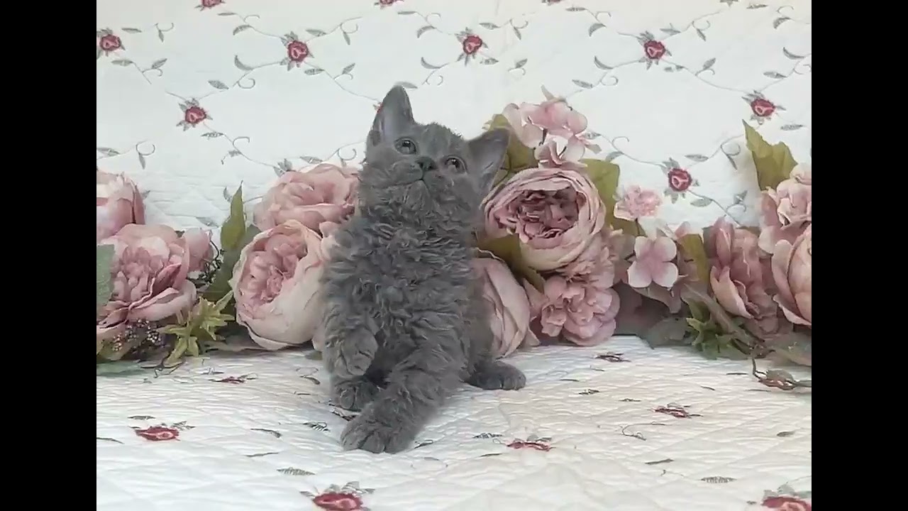 セルカークレックス クルクルコート☆クール系端正なお顔の男の子　ブルー（ロング）