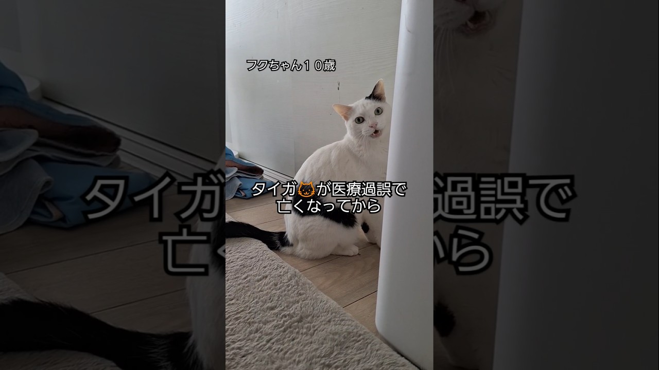 家族🐱を突然なくした猫のその後…#ほごねこ #猫 #shors