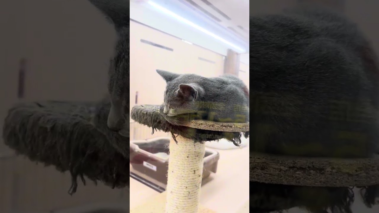 【ロシアンブルー】ご飯が待ち遠しいロシちゃん  #shorts  #ロシアンブルー  #cat #可愛い #ペッツワン城山店