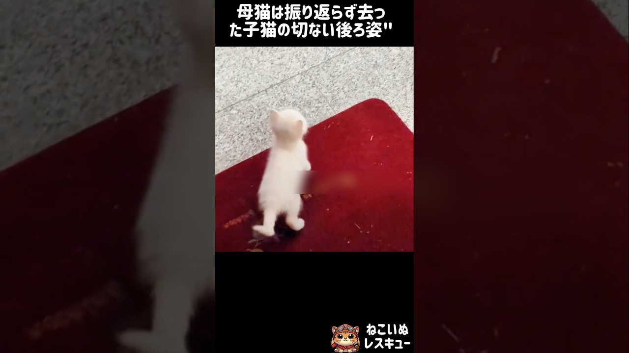 母猫は振り返らず去った子猫の切ない後ろ姿