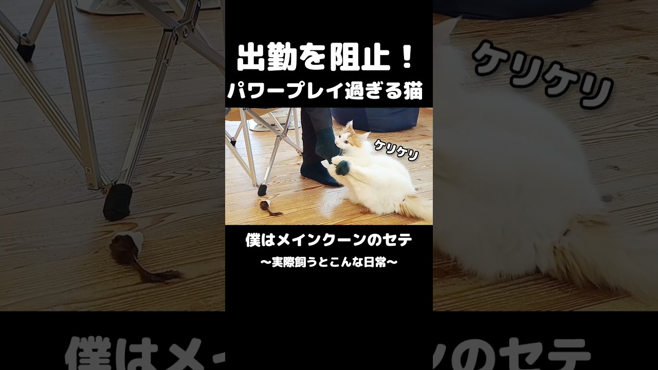 行くな〜！ #猫 #猫のいる生活 #ねこ #メインクーン #mainecoon #cat