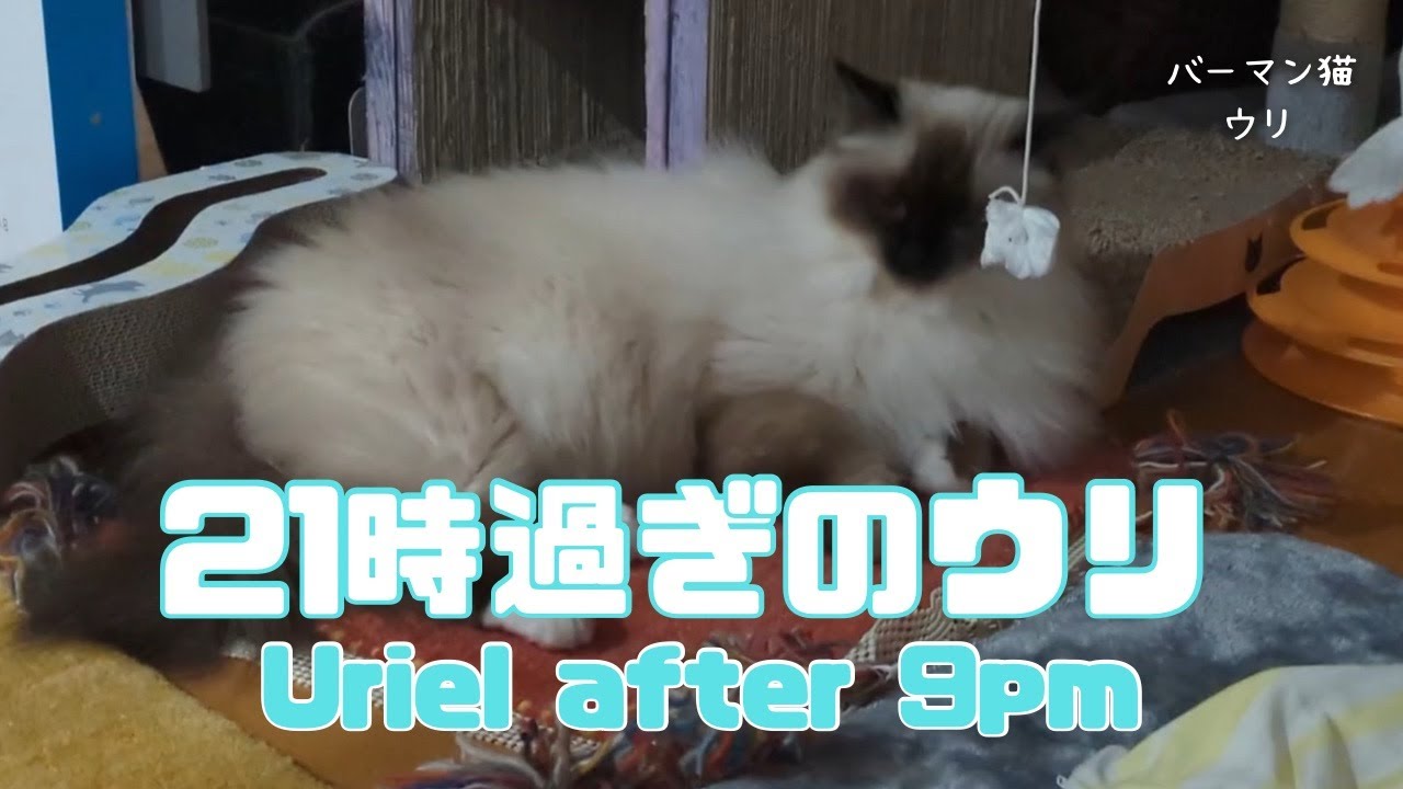 バーマン猫ウリ【21時過ぎのウリ】Uriel after 9pm（バーマン猫）Birman/Cat