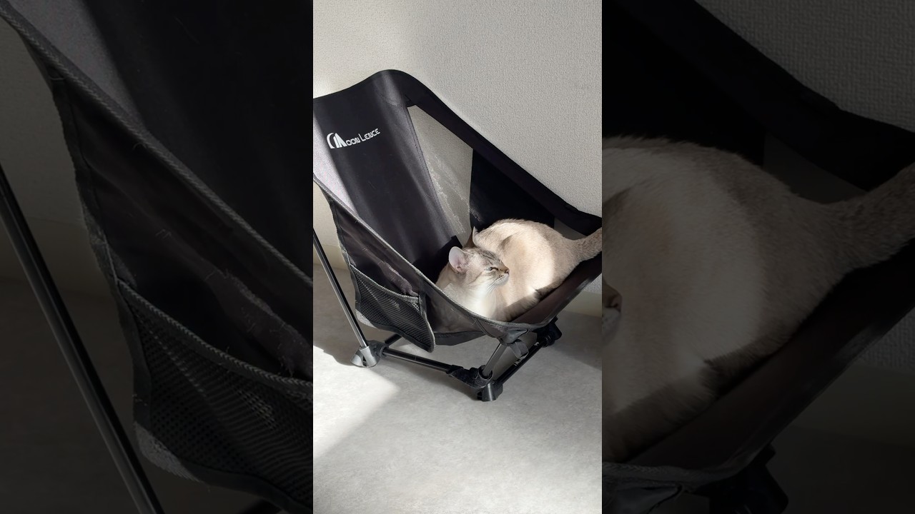 キャンプ用のイスを使いこなす猫　#シャムトラ #元保護猫 #シャムミックス  #cat #猫耳 #kitten  #猫耳 #siamesemix