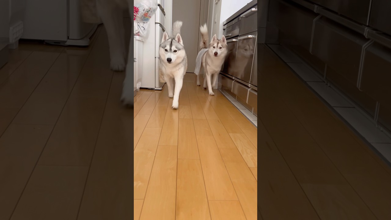 子猫に会いたくて探し回る湯上がりわんこ #シベリアンハスキー #ハスキー #子猫