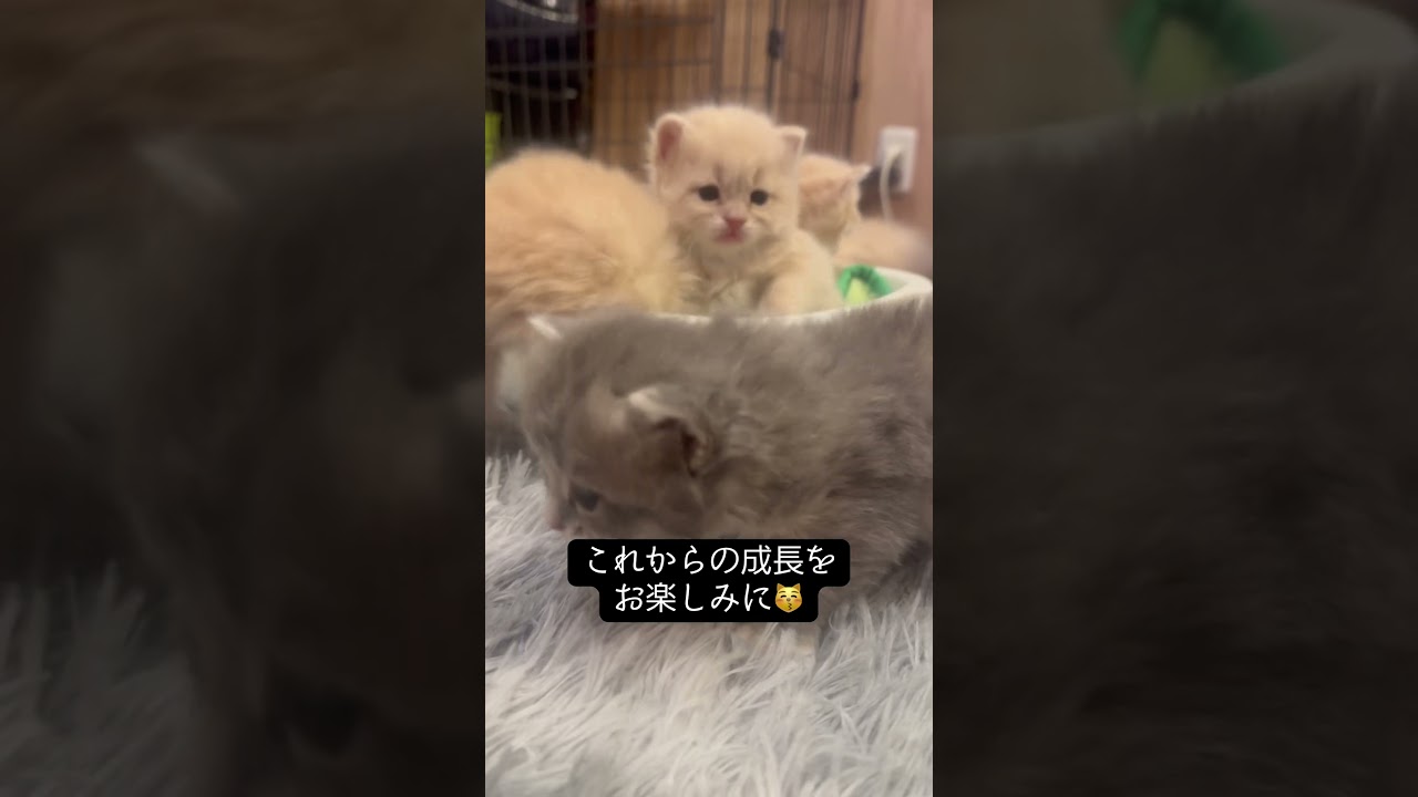 記録生後26日目サイベリアンの赤ちゃん #サイベリアン #子猫 #kittens