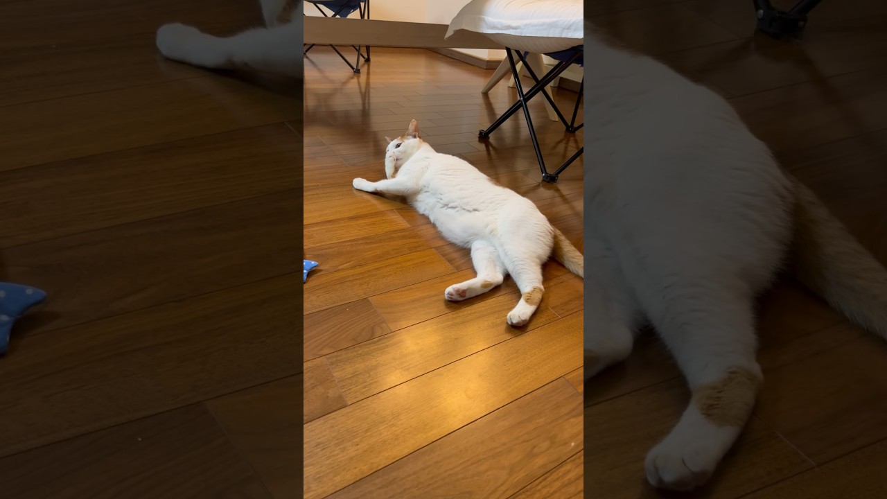 貫禄猫 #cat #日本猫 #保護猫