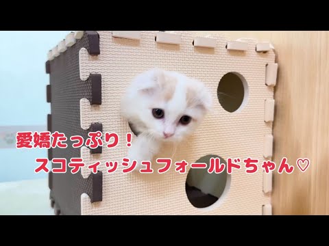 2025.02.25 愛嬌たっぷり！スコティッシュフォールドちゃん♡
