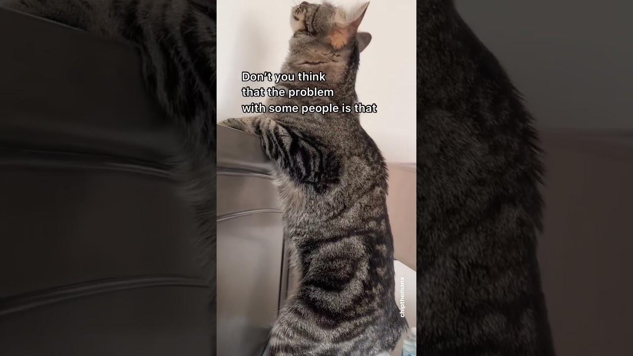 Yes, Very Accurate 😅  #cat #mewmewmingle #catdelights #cutecat  Credit: 🎥 Chip The Manx