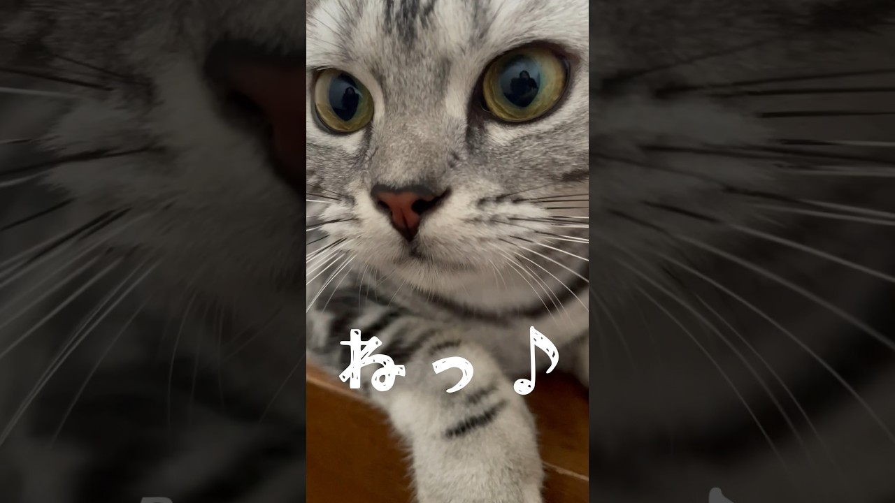 猫の生活も色々大変… #アメリカンショートヘアー #アメショ #猫 #cat #可愛い