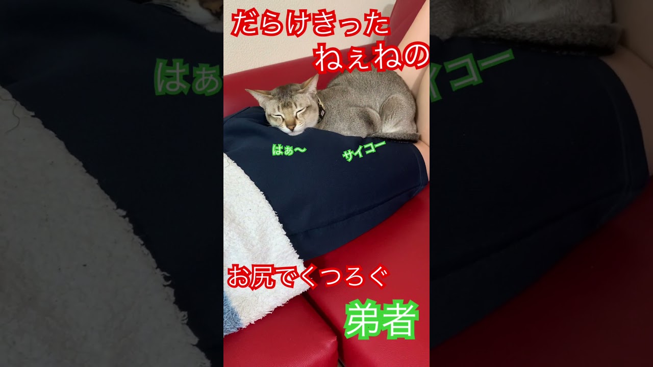 ねぇねのおケツ　#シンガプーラ　#猫のいる暮らし