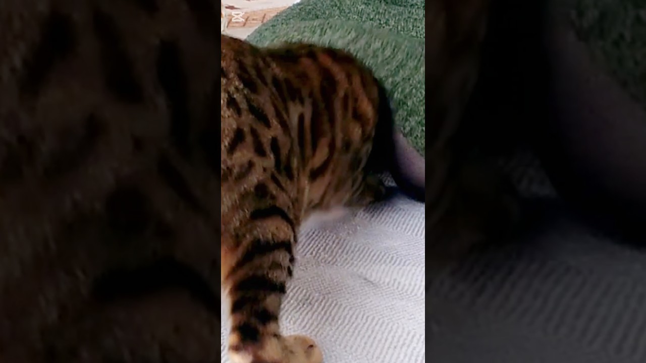どんくさい #猫 #猫動画 #猫のいる暮らし #ベンガル #cat #fyp #shorts #short