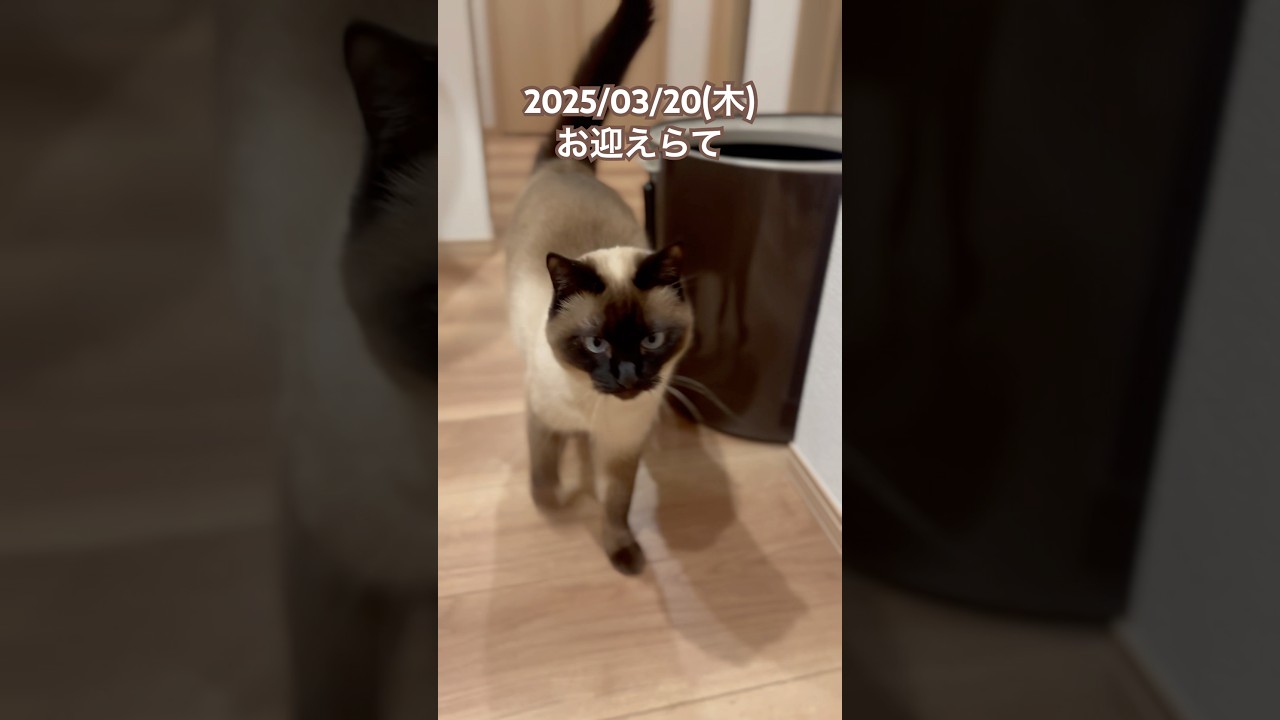 2025/03/20(木)のお迎えらて。#猫 #ねこ #猫のいる暮らし #ねこのいる生活 #cat #ねこのらて