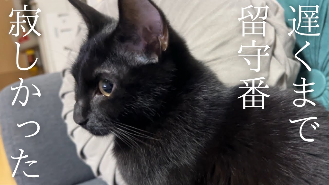 【寂しい】夜遅くまで留守番してた子猫たちが鳴いて、食べて、暴れて、甘えてくる所作がかわいい