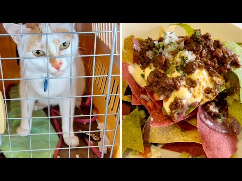 Bringing Cat to a Restaurant (猫をレストランに連れて行く)