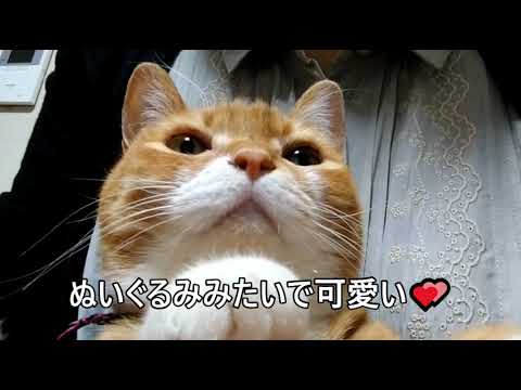 ぬいぐるみみたいな猫がカワイイ💕