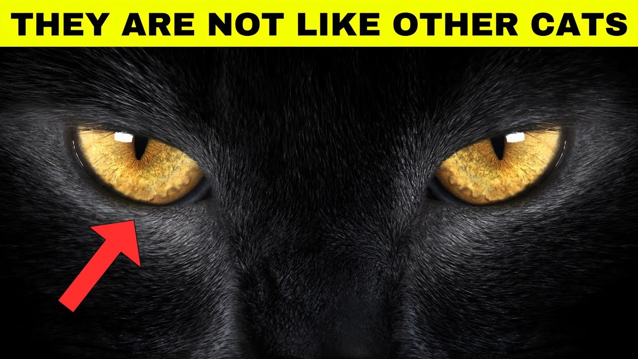 9 SURPRISING FACTS ABOUT BLACK CATS! 🐈‍⬛ (I Bet You Don’t Know Them All!)