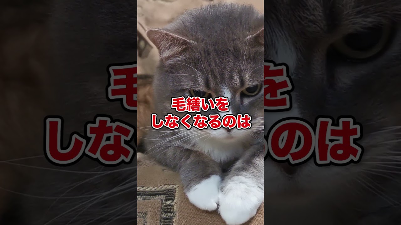 【知らないと危険？】猫が見せるSOSのサイン4選 #猫のいる暮らし #猫のいる生活 #ペットのいる生活 #shorts