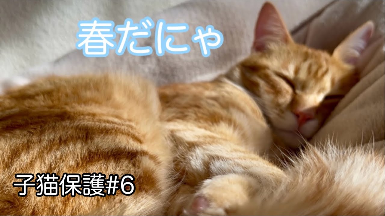 【子猫保護6】甘えん坊猫とはじめて迎える春を楽しむ♪