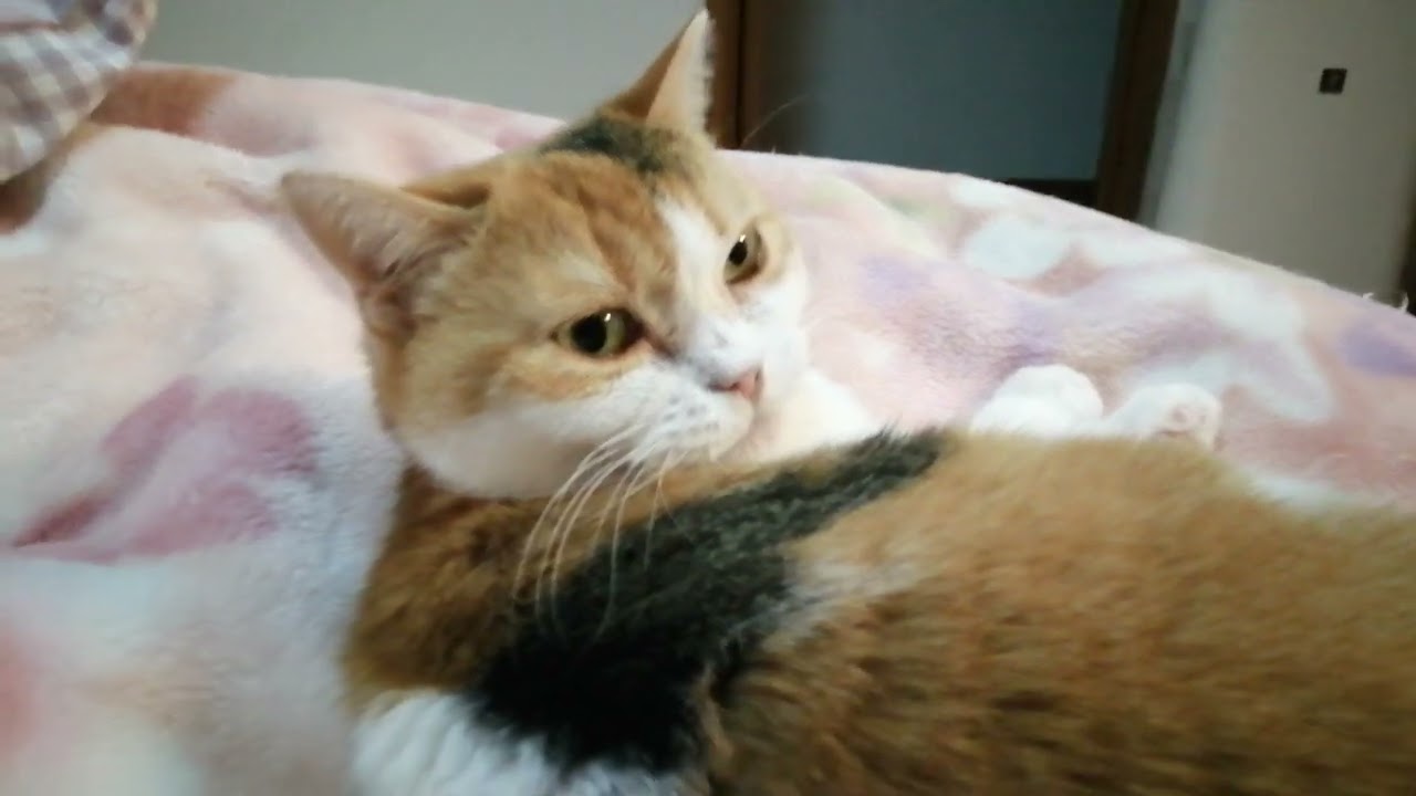 花粉症が辛い うずらちゃん