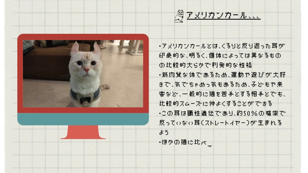 【アメリカンカール】ペットリフォームならセラフ榎本　犬猫のためのリフォーム　愛犬　ペット快適環境　東京都　埼玉県　神奈川県