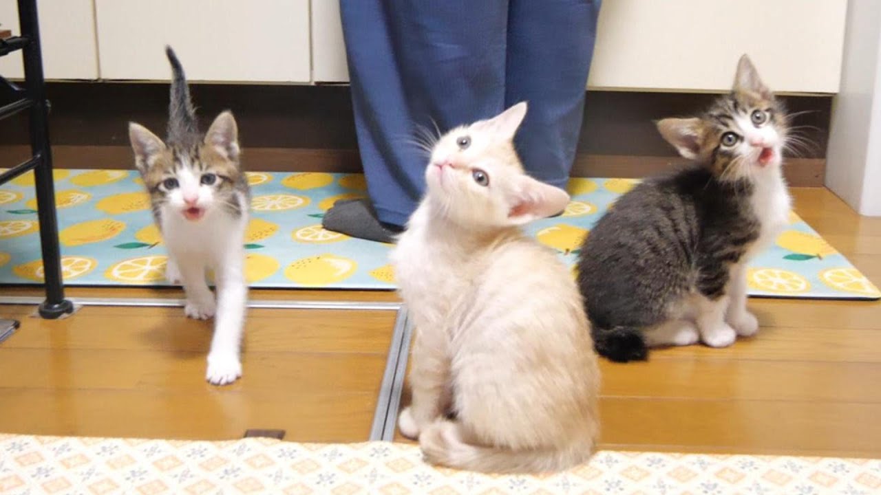 ニャーニャー合唱隊からクライマー子猫が現れる【赤ちゃん猫　保護猫】