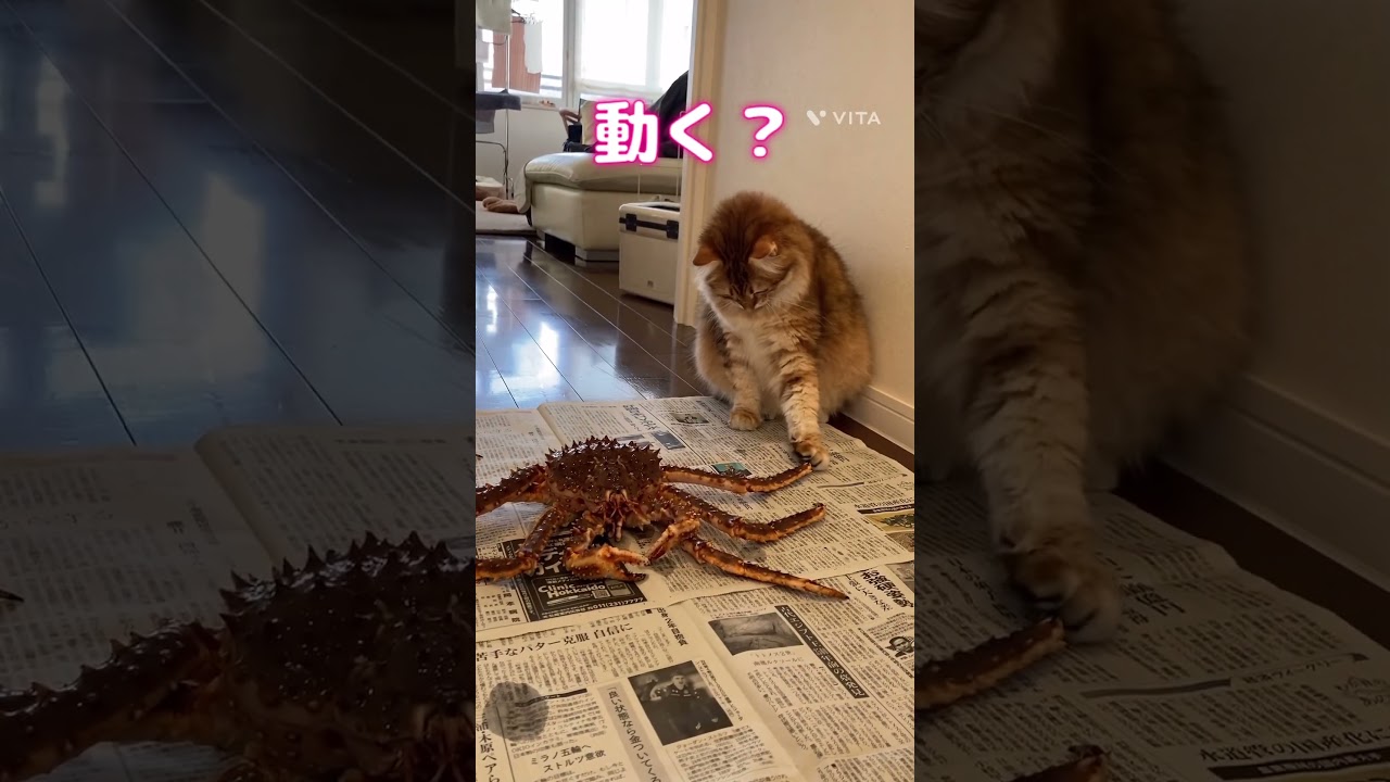 れお猫vsタラバ980#shorts #サイベリアン #cat #ねこ #猫のいる暮らし #siberiancat