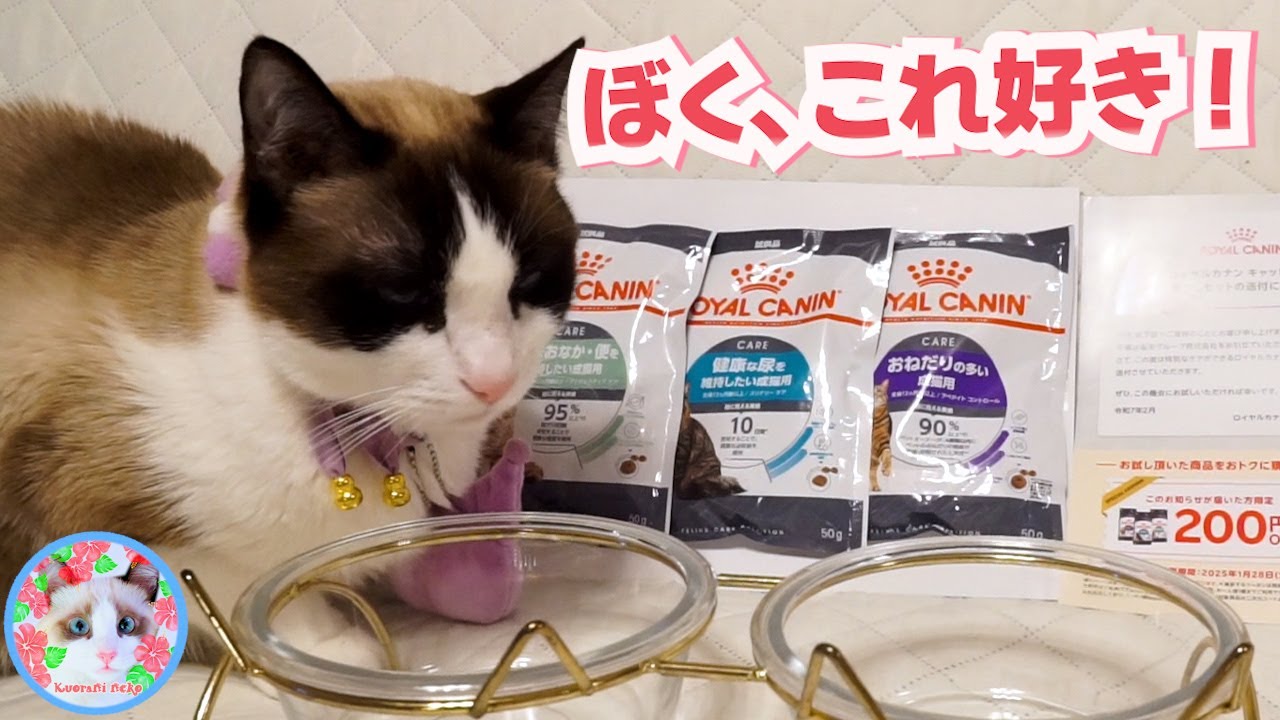 ロイヤルカナン・サンプルを全力で吟味した猫がいます Choosing cat food