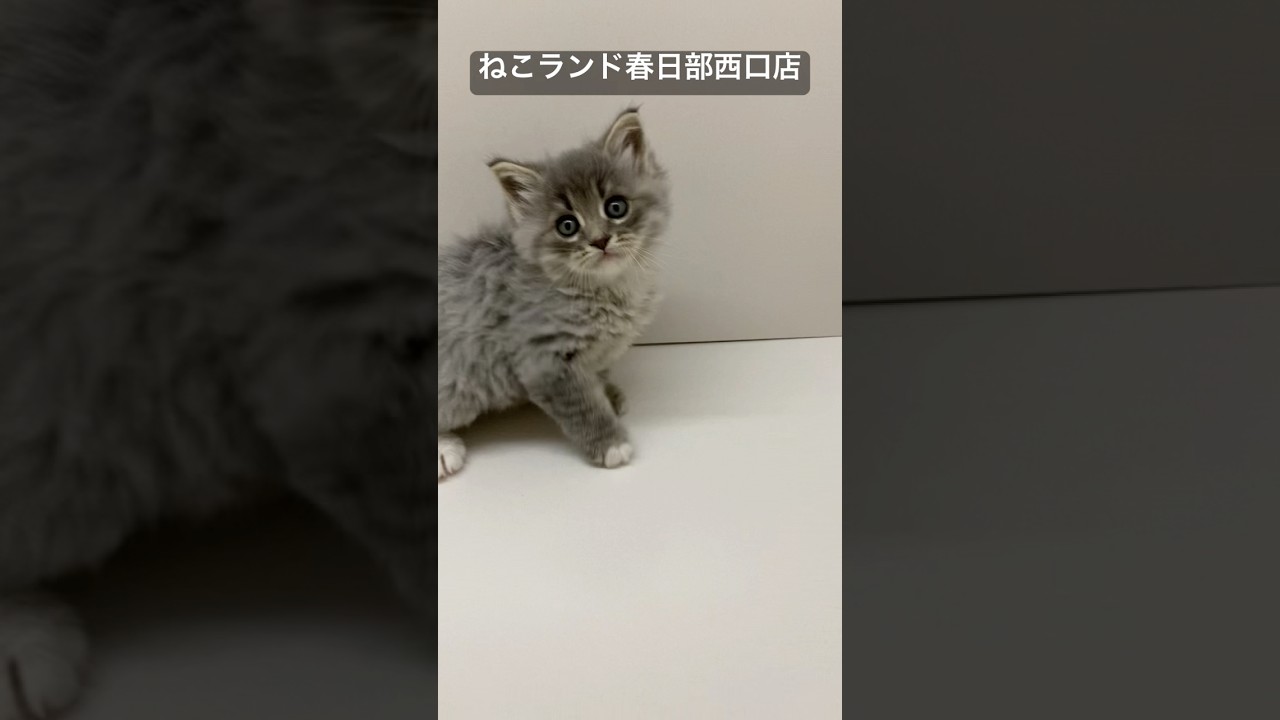 【子猫販売】#サイベリアン #cat #ブリーダー #ねこランド #春日部
