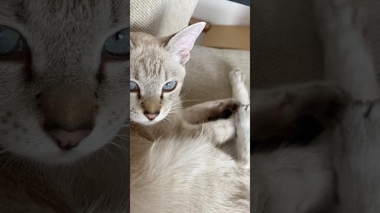 日々のメンテナンスは大切　#元保護猫　#シャムトラ　#シャムミックス　#cat #猫耳 #kitten #シャムmix  #子猫 #猫耳