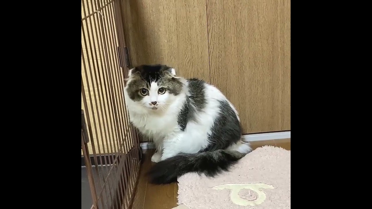 可愛いスコティッシュフォールド