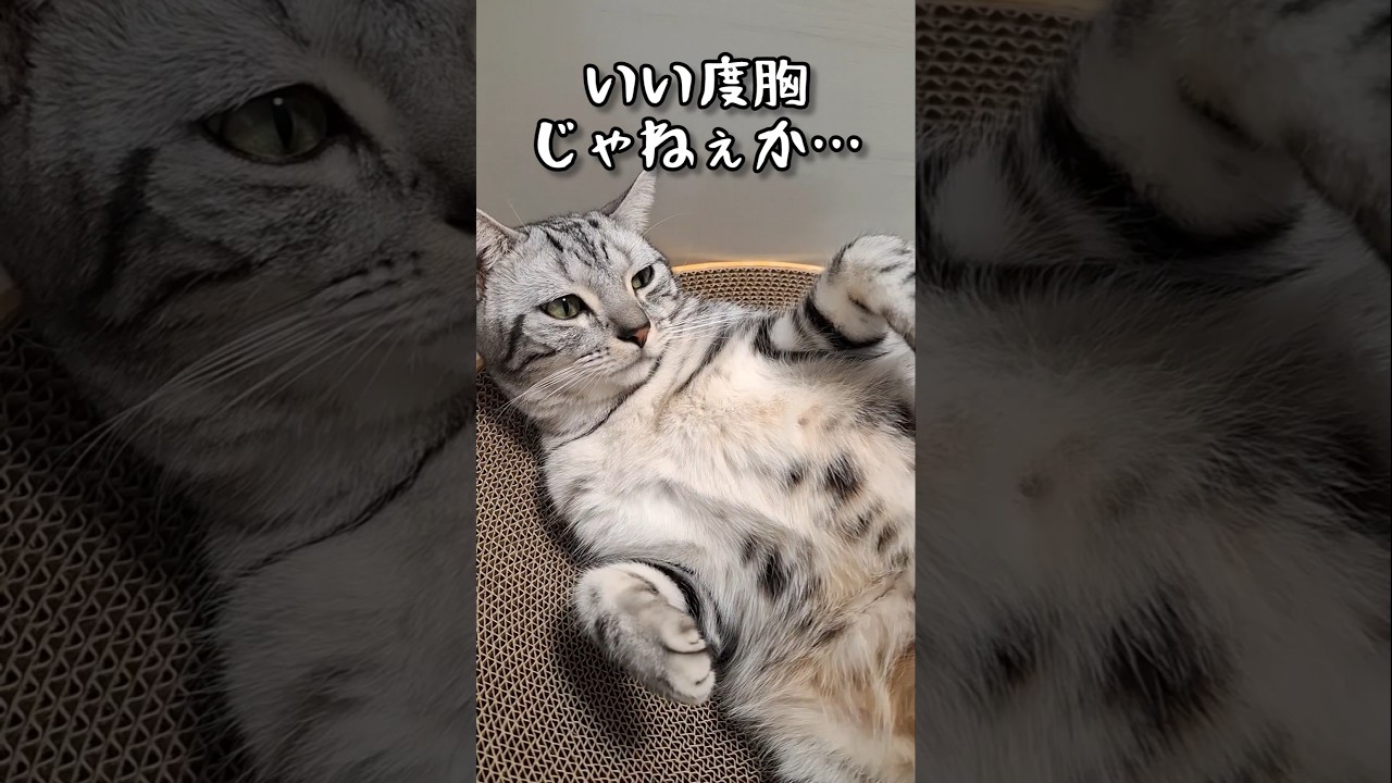 ｢#アメショ の男の子 キリアンの日常 娘作｣ #cat #アメリカンショートヘア #猫 #shorts