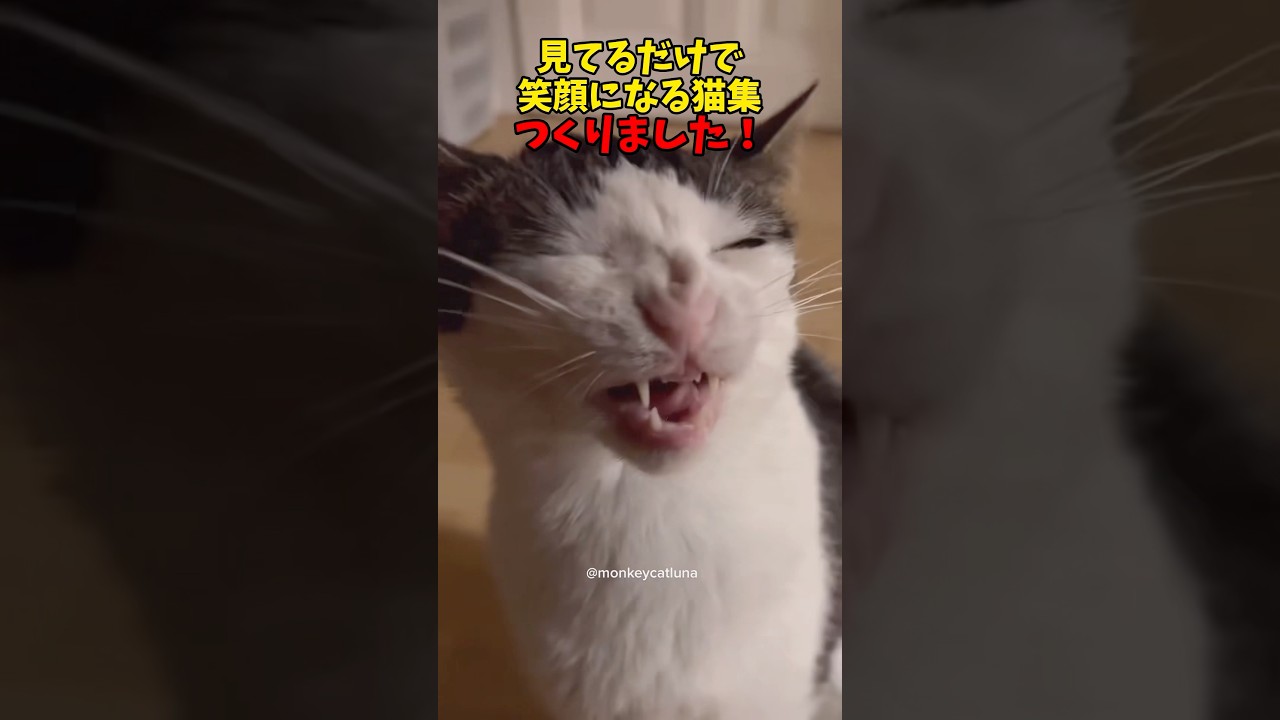 ☺️☺️☺️☺️☺️ #cats #cat #猫 #ねこ