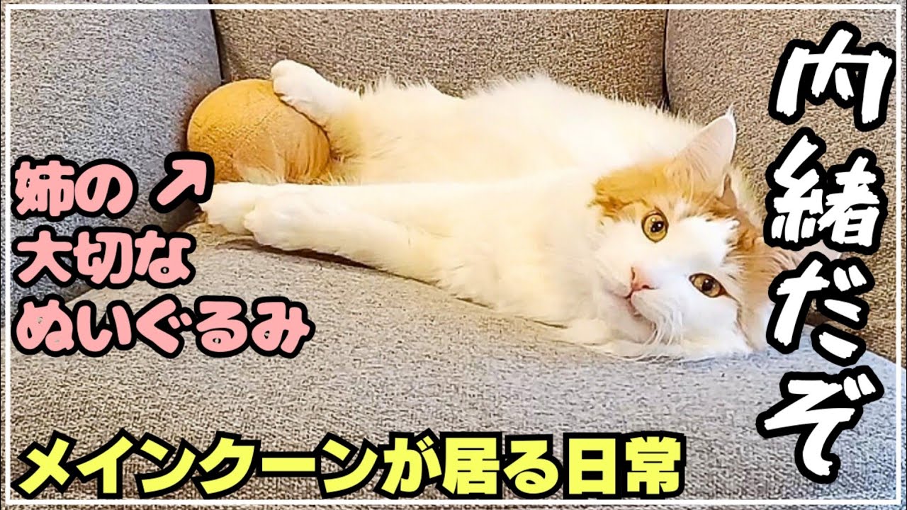 実は猫被ってたメインクーンの本性
