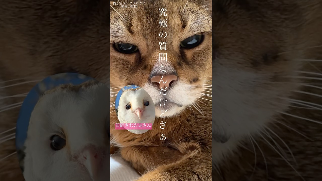 猫→メンフクロウ【究極の質問】 #卯月 #うーチャンネル #owl #アビシニアン