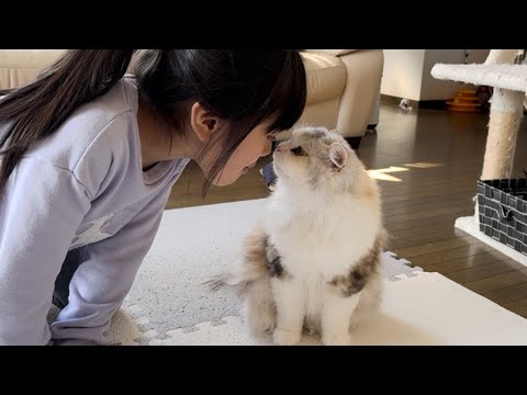 世の中がこのぐらい平和だったら❤️【スコティッシュフォールド】