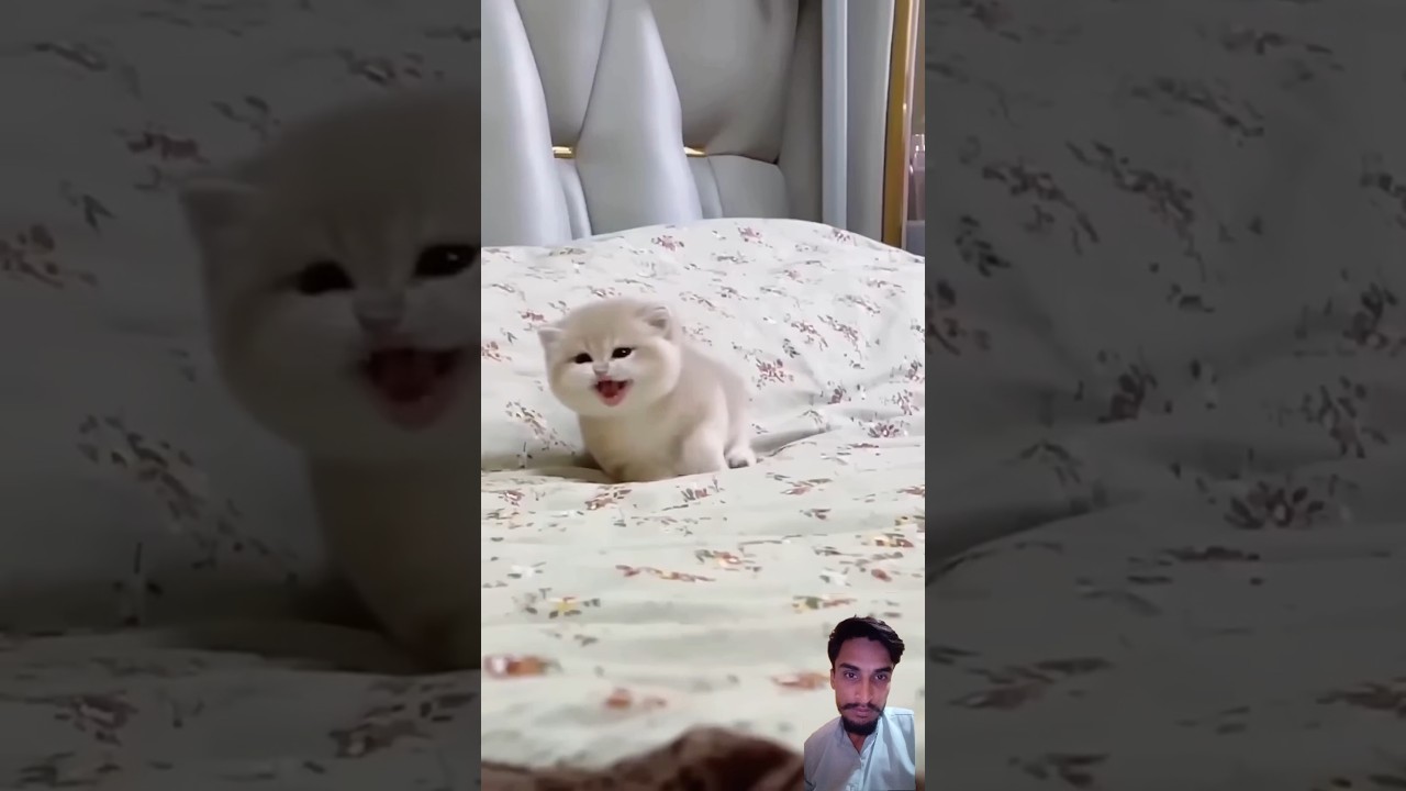funny cat videos #cat #catlover #cute #meow #animals #viralshort#youtubeshorts#pets #shortsfeed