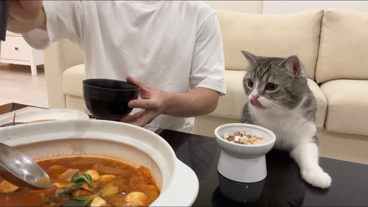 猫と一緒にこたつで鍋パーティーしたら幸せすぎました…笑