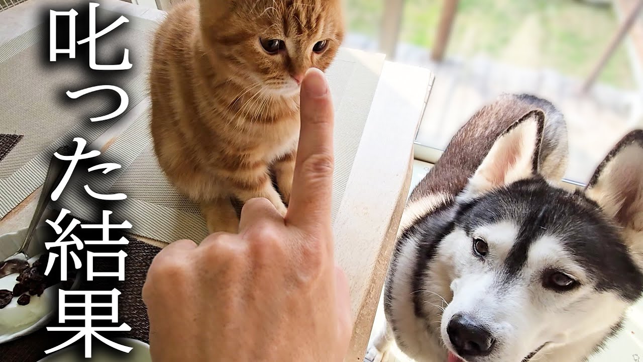 子猫を厳しく叱ったら秒でハスキー犬が駆けつけ助けに来た...