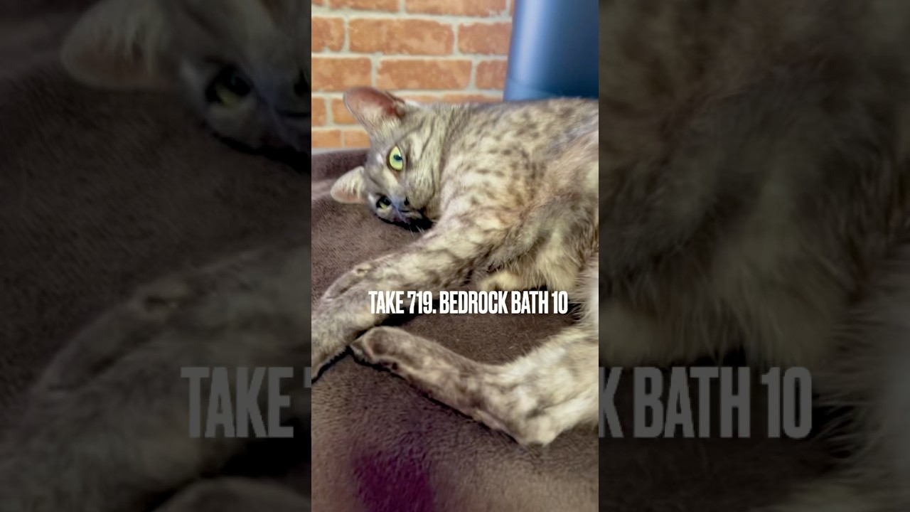 #天然石 の余熱で #岩盤浴 最高にゃ😻‼️#整える #bedrockbath #stonesauna #rikastove  #egyptianmaucat #エジプシャンマウ #shorts