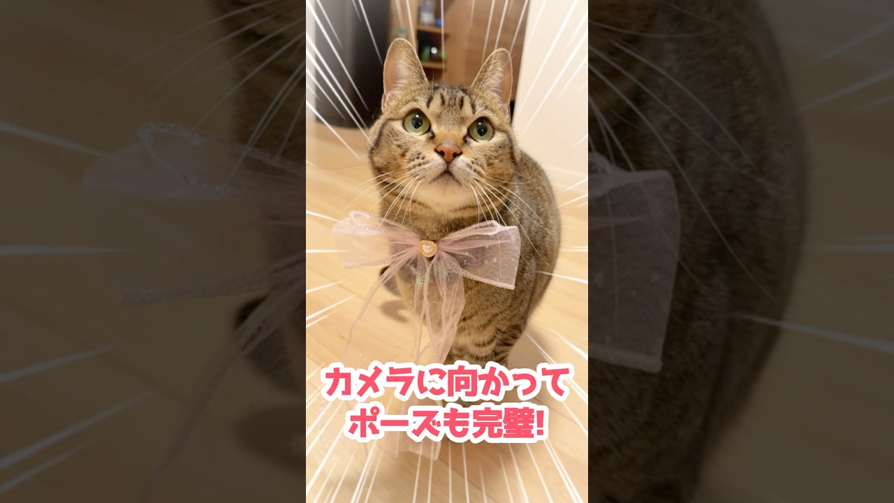 キジトラ猫をブリブリにドレスアップしてみた結果… #保護猫 #猫のいる暮らし #shost