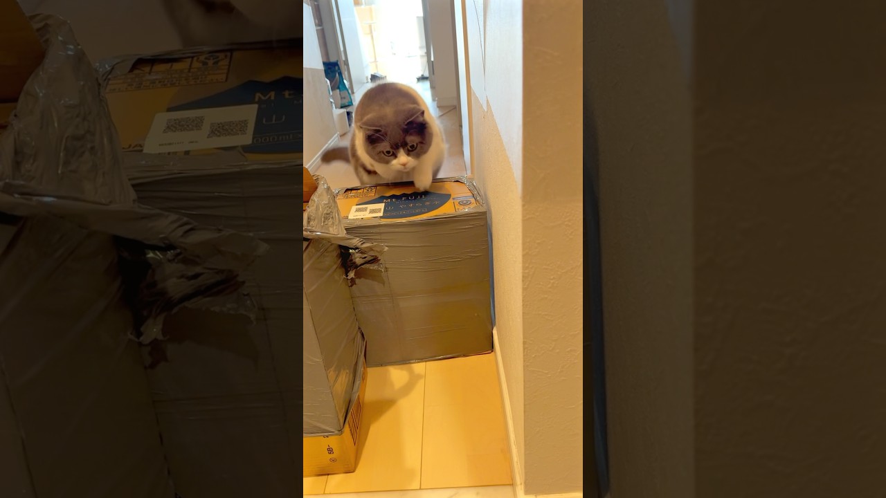 ジャンプ #お出迎え猫 #猫のいる暮らし #ペット #動物 #猫 #pets #animals #cats #funnypetvideos #ブリテッシュショートヘアー